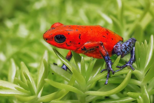 Jones, Adam 아티스트의 Blue-jeans frog-Strawberry poison dart frog작품입니다.